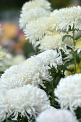 Beautiful Chrysanthemums in garden. Flowers as background picture. Chrysanthemum wallpaper. Japanese style. Autumn garden of chrysanthemums.