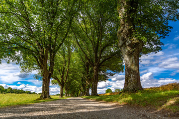 Die Sonne scheint &uuml;ber der Lindenallee und den Feldern