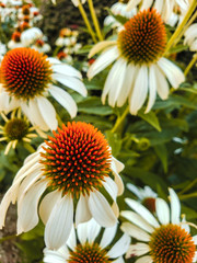 Beautiful flowers in the garden.