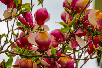 Blossoming apple, flowering apple. Close up. Spring solar background, photo wallpaper. Soft focus, toning.