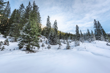 Fototapeta na wymiar Fresh white snow in the Austrian Alps. Snowy trees and snowdrifts