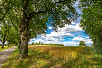 Ein Weizenfeld neben einer Baumallee im Sommer
