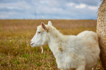 Young white goat grazing at the meadow on summer day