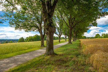 Lindenallee neben Weizenfeldern