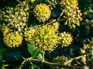 Blooming ivy heads (lat. Hedera), illuminated by yellow light with green foliage on an autumn sunny day.