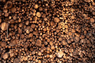 View from a pile of wood in Bohemian Switzerland near the town of Decin, Czech Republic