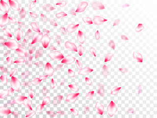 Spring blossom isolated petals flying