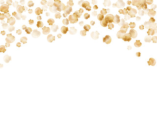 Oceanic scallop, bivalve pearl shell, marine mollusk isolated on white wild life nature background.