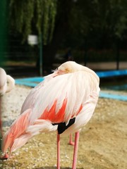 Funny pose of flamingo
