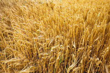 Weizenanbau zur industriellen Nutzung