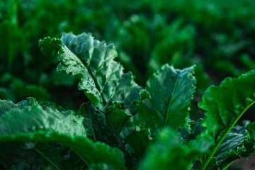 Green lettuce, salad, in vegetable plot. Field of salad. Harvest concept.