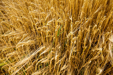 Weizen vor der Ernte