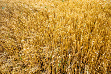 Anbau von Weizen zur Mehlproduktion