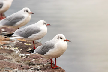 Red billed gull in the Ozero Kultuchnoye lake in Petropavlovsk-Kamchatskiy, Russia.