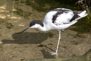 Avocet  (Säbelschnäbler, Recurvirostra avosetta)