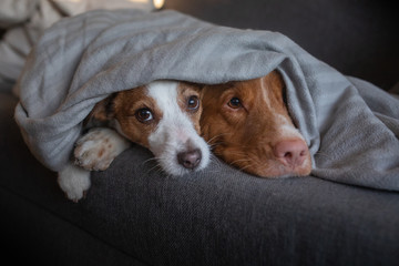two dogs are hiding under the blanket. Nova Scotia Duck Tolling Retriever and Jack Russell Terrier are heated home on the couch