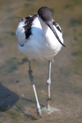 Avocet  (Säbelschnäbler, Recurvirostra avosetta)