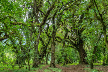 Obraz premium beautiful green Harenna Forest landscape, part of highland region of the Bale Mountains. One of the few remaining natural forests in the country. Oromia Region, Ethiopia wilderness