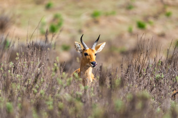mountain reedbuck, Redunca fulvorufula, is an antelope found in mountainous areas of much of sub-Saharan Africa. Bale National Park, Ethiopia Africa wildlife