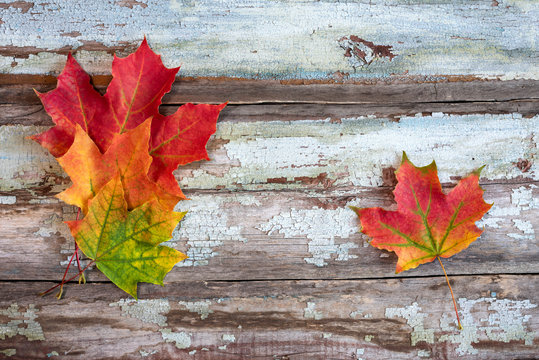 Autumn leaves on old wooden boards with peeling paint.