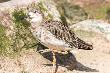 Avocet  (Säbelschnäbler, Recurvirostra avosetta) female