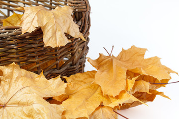 Wicker basket with collected autumn leaves standing on colorful maple leaves. Red orange yellow...