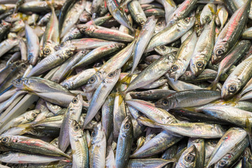 Fototapeta premium In the fish store, anchovy fishes on stand.