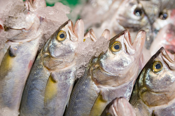 In the fish store, blue fishes on stand.