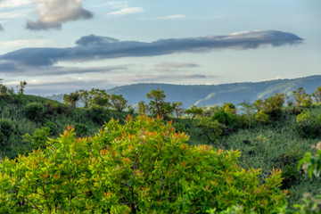 Fototapeta na wymiar green panorama view To Mago National Park, Omo Valley, Omorati Etiopia, Africa nature and wilderness