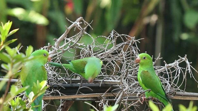 Maritacas comendo semente de girassol no quintal em S&atilde;o Paulo, Brasil