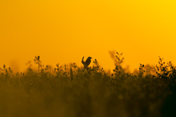 Naklejka na ściany i meble Red-backed shrike . Lanius collurio. Birdwatching. A bird on a branch during sunset.