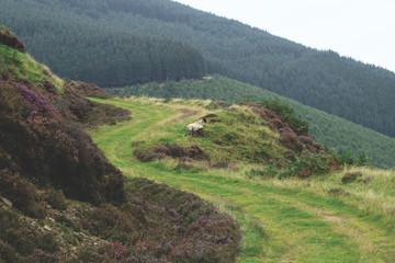 A Scottish blackface sheep sitting on a path in the hills of the Scottish Borders, Scotland, UK