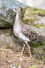Avocet  (Säbelschnäbler, Recurvirostra avosetta) female