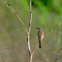 Red-backed shrike . Lanius collurio. Birdwatching. A bird on a branch.