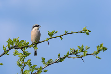 Red-backed shrike . Lanius collurio. Birdwatching. A bird on a branch.