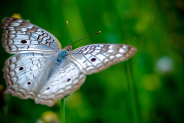 Beautiful butterfly dressed in white with light brown embroidery, bright blue body on a green background