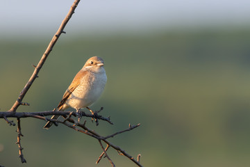 Red-backed shrike . Lanius collurio. Birdwatching. A bird on a branch.