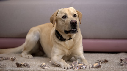 Pet misbehavior, funny labrador dog lying near torn japanese yen banknotes