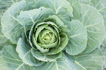 Obraz premium Close up on Fresh cabbage. Organic vegetable background in freshness atmosphere farm. Agriculture concept.