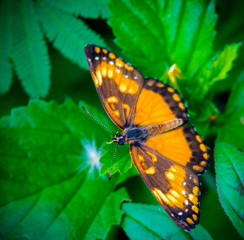Orange butterfly with dark borders, perches on bright green leaves