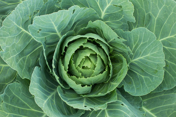 Obraz premium White cabbage on a garden, Vegetables concept