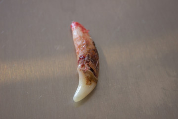 the dog's canines or fangs after extraction. Pulp infection tartar and plaque	
