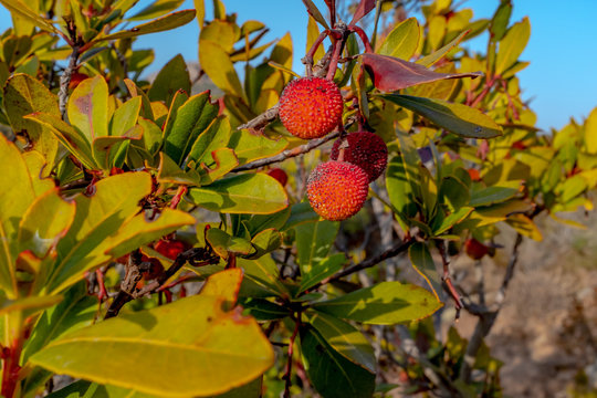 Strawberry tree (Arbutus unedo) on the Bruzzi trail, Corsica, France