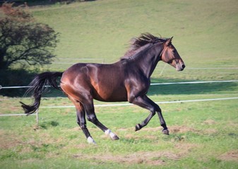 Powerful stallion