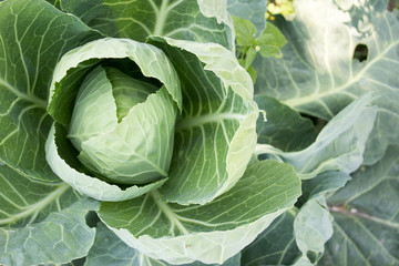 Fresh cabbage, cabbage growing in the garden, cabbage plant
