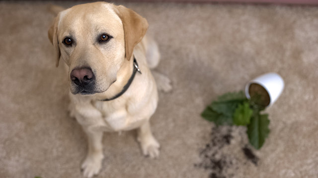 Funny Labrador Retriever Dog Sitting Near Broken Potted Plant, Mischievous Pet