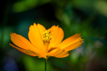  Yellow flower detail, called wild sunflower or daisy.