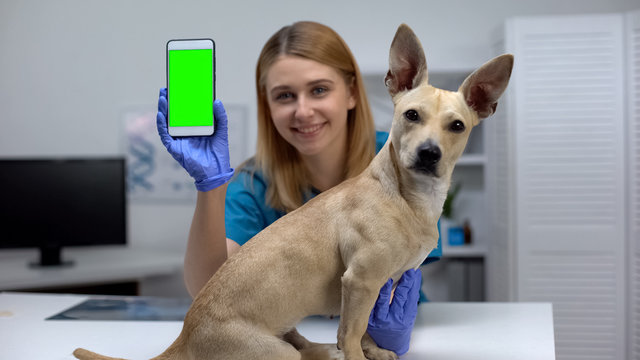 Smiling Animal Clinic Doctor Showing Green Screen Phone, Online Pet Checkup App