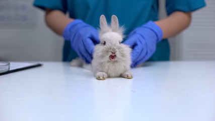 Cute rabbit yawning while vet doing healthcare exam, stroking pet to calm