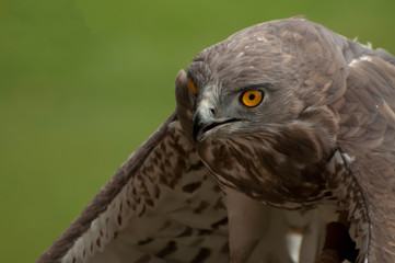 aguila